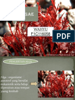 PPT ALGA- Wahyu