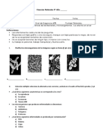 Prueba Microorganismos 5