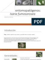 Hongo Entomopatógeno - Isaria Fumosorosea - Paecilomyces Fumosoroseus