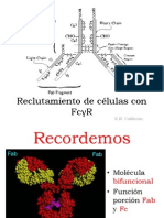 Reclutamiento de células con FcγR - KN Calderón
