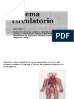 Sistema Circulatorio Primer Nivel