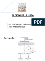 URP Ciclo de La Urea (1)