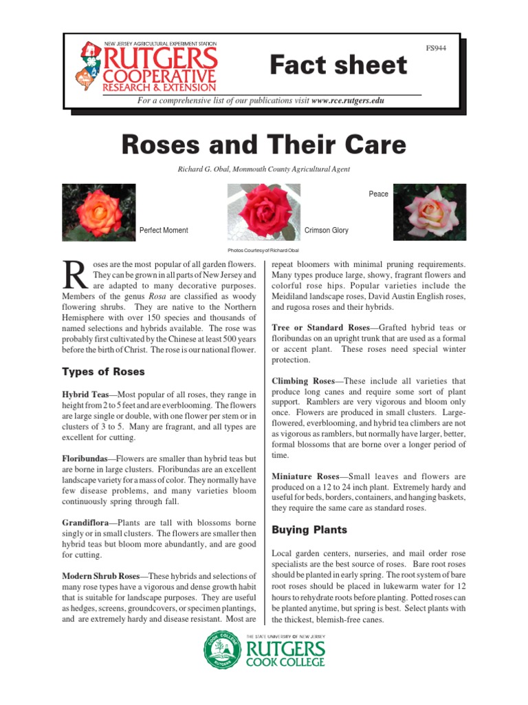 Roses and Their Care PDF | PDF | Rose | Botany