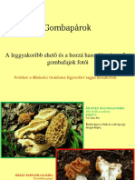 Összetéveszthető gombapárok (1).docx