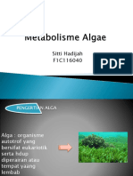 metabolisme algae sitti hadijah.pptx