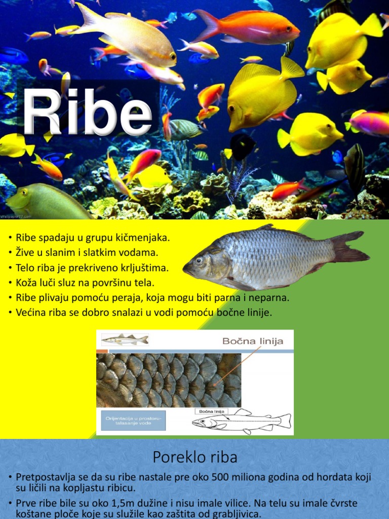 Ribe | PDF
