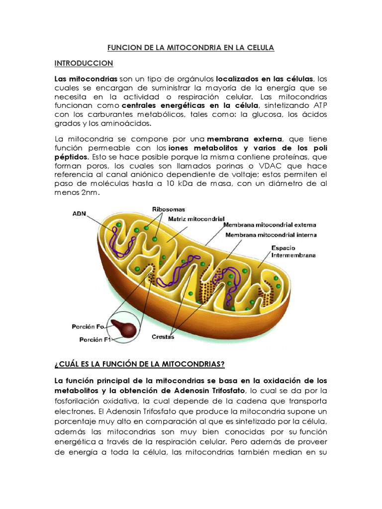 Funcion de La Mitocondria en La Celula | PDF | Mitocondria | Metabolismo, image size:768x1024