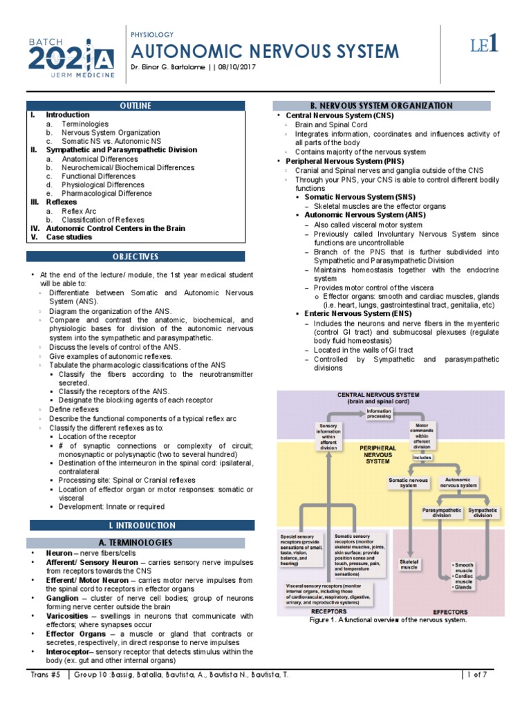 Autonomic Nervous System Overview | PDF | Autonomic Nervous System ...