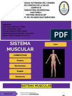 Anatomia de Los Musculos