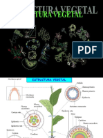 Estructura Vegetal 1bach