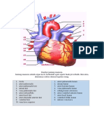Gambar Jantung Manusia