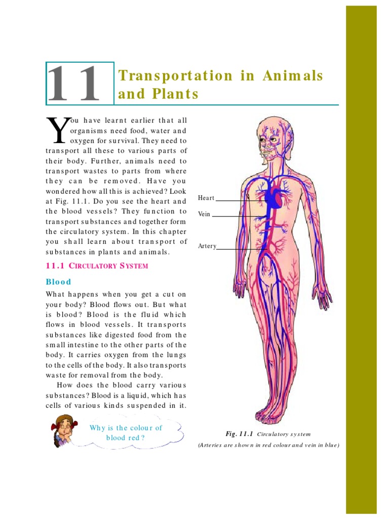 0654 IGCSE - Transportation in Plants and Animals PDF | PDF | Atrium  (Heart) | Heart