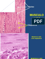 PRACTICA #05A Histologia Del Musculo Liso