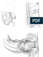 anatomia 1.0.pdf