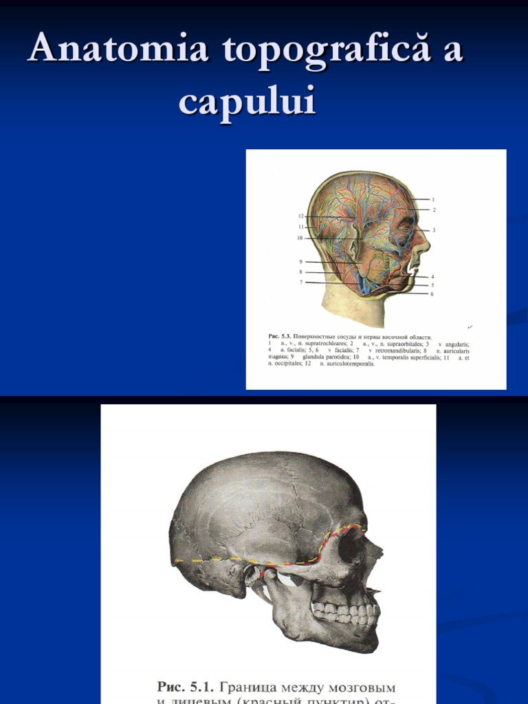 Anatomia Topografica A Capului | PDF