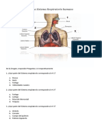 prueba-sistema-respiratorio (2).doc