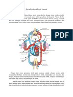 Sistem Peredaran Darah Manusia