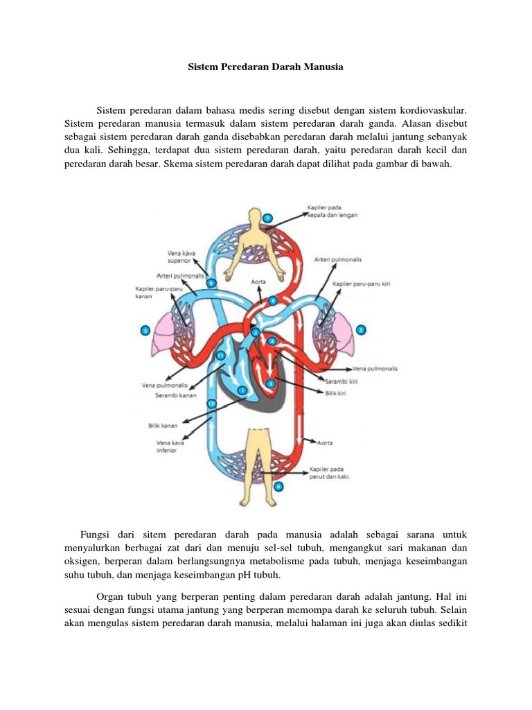 Sistem Peredaran Darah Manusia