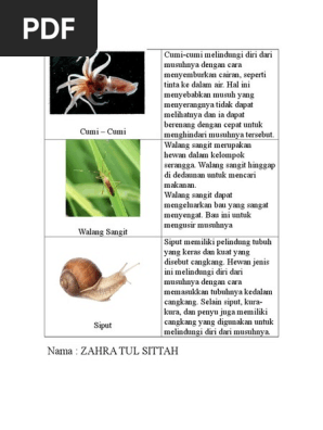 Cumi Cumi Walang Sangit Dan Siput Doc