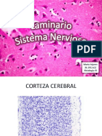 LAMINARIO Sistema Nervioso HISTOLOGIA