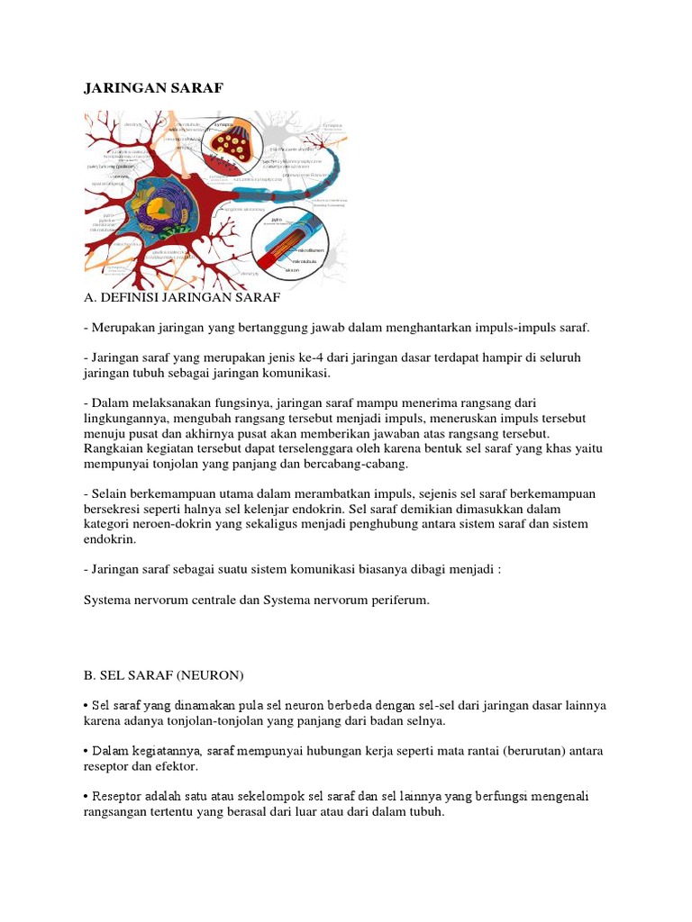 Jaringan Saraf