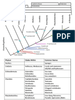 Deuterostomia Protostomia Lophotrochozoa Ecdysozoa: Lophophore Acelomate