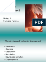 6 Stages Vertebrate Development Biology II