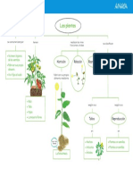 Esquema: Las Plantas