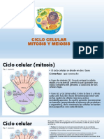 Ciclo Celular Mitosis y Meiosis