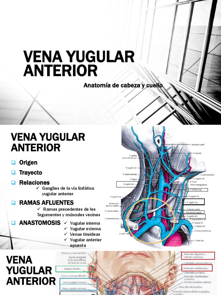 Vena Yugular Anterior PDF