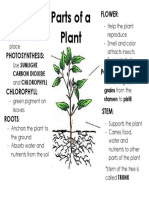 Parts of a Plant and Photosynthesis