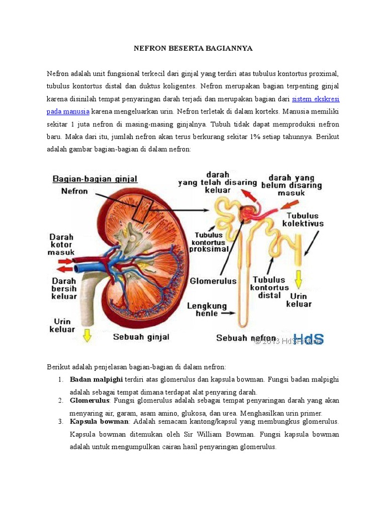 Unduh 50 Koleksi Gambar Ginjal Beserta Bagian Bagianya Keren Gratis