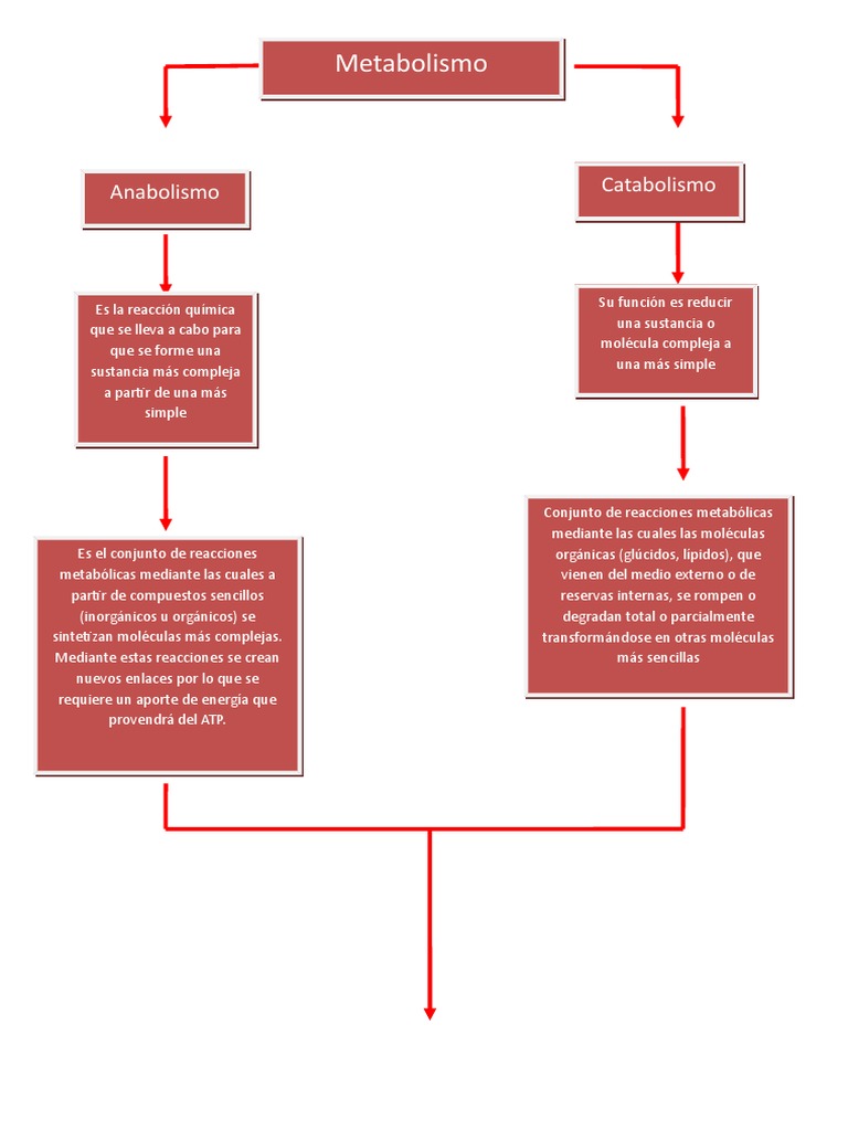 Mapa Conceptual de Las Rutas Metabolicas | PDF | Metabolismo | Glucólisis