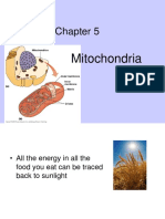 Chapter 5 Mitochondria