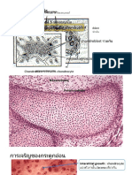 Chondrogenesisppt 2