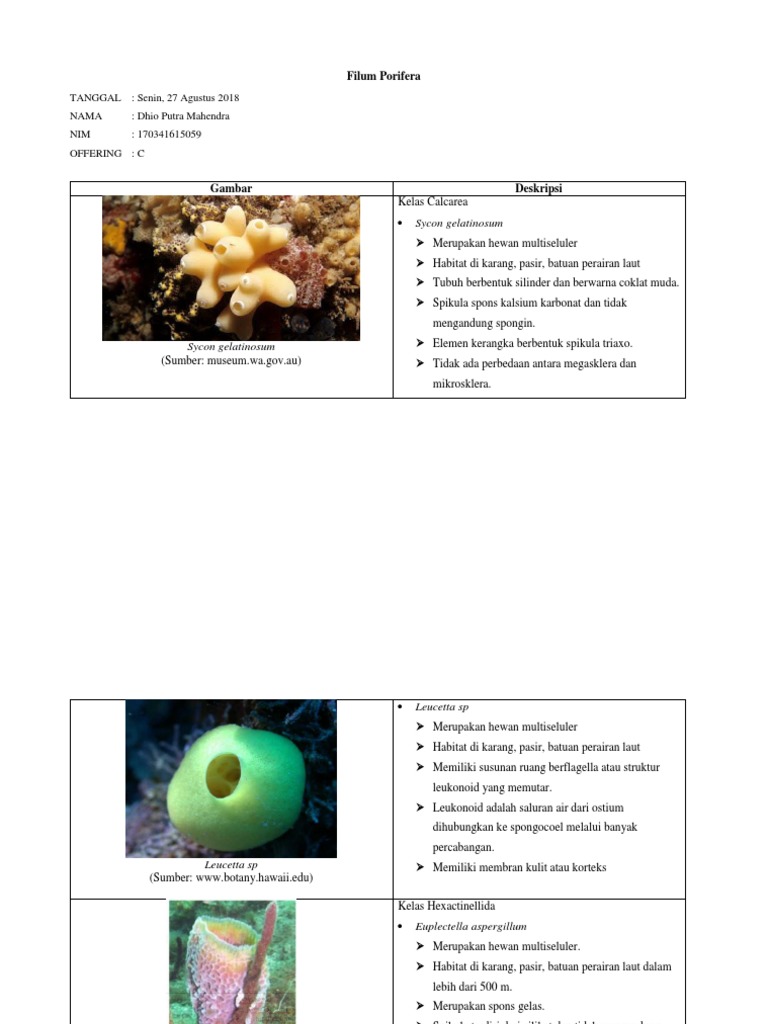 640+ Gambar Dan Nama Hewan Porifera HD Terbaik