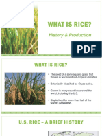 What Is Rice?: History & Production