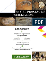Los Fósiles y El Proceso de Fosilización