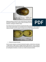 Obtención de Aceite de Aguacate Hass