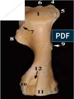 Humero Equino Caudal