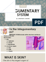 Integumentary System