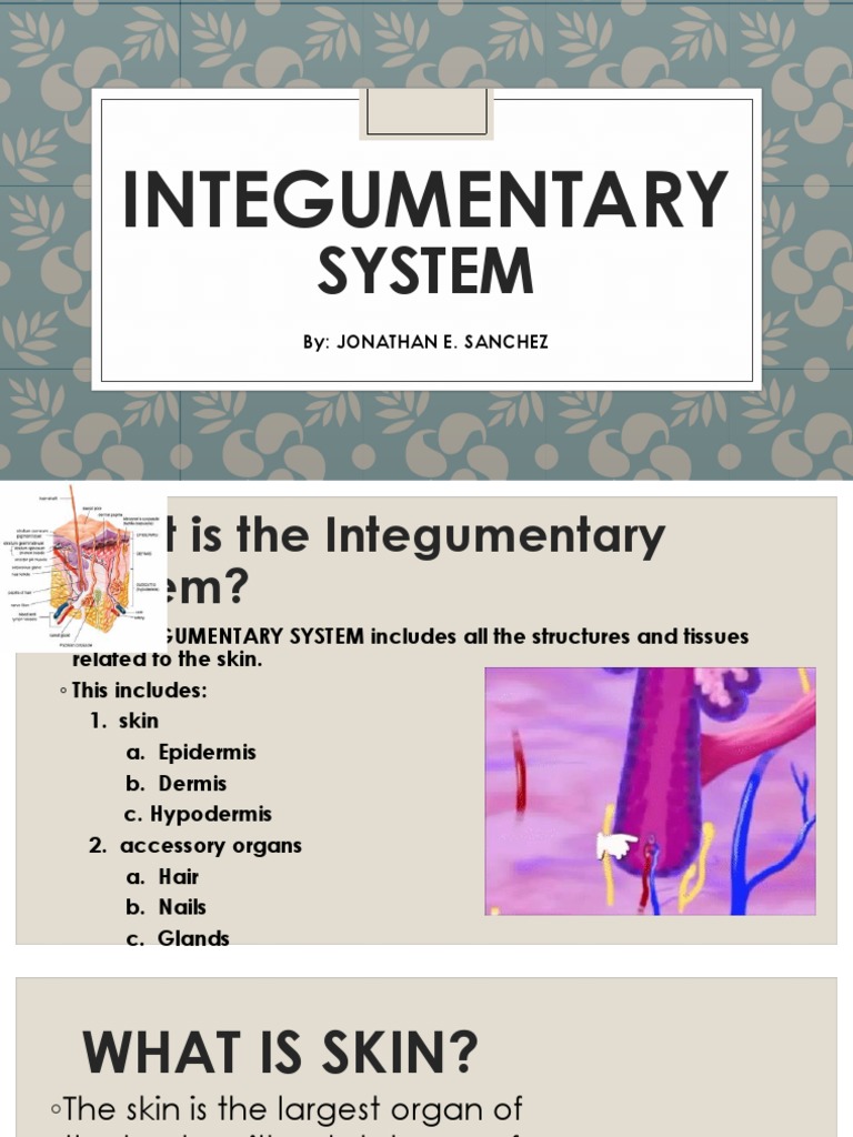 Integumentary System | PDF | Integumentary System | Skin