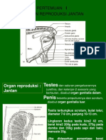 DASAR REPRODUKSI (Jantan SD Pubertas)