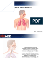 Anatomía Del Aparato Respiratorio