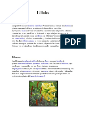 Lilidae Familias Botanica
