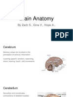 Brain Anatomy