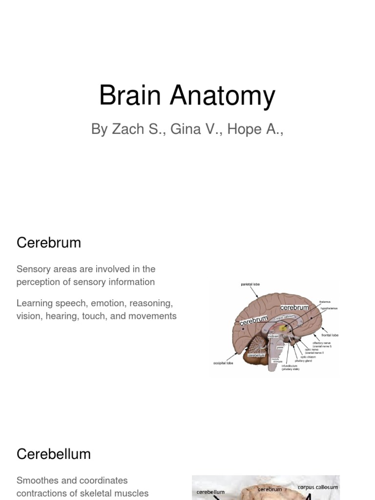 Brain Anatomy | PDF