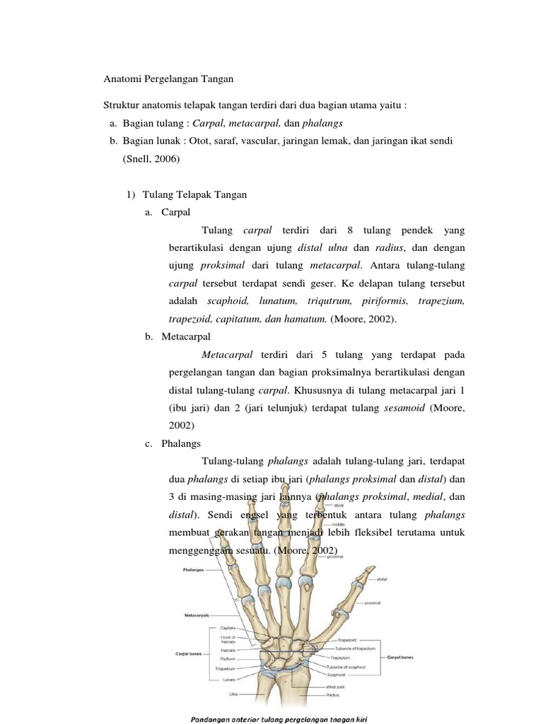  Anatomi  Pergelangan  Tangan  Artritis Reumatoid 