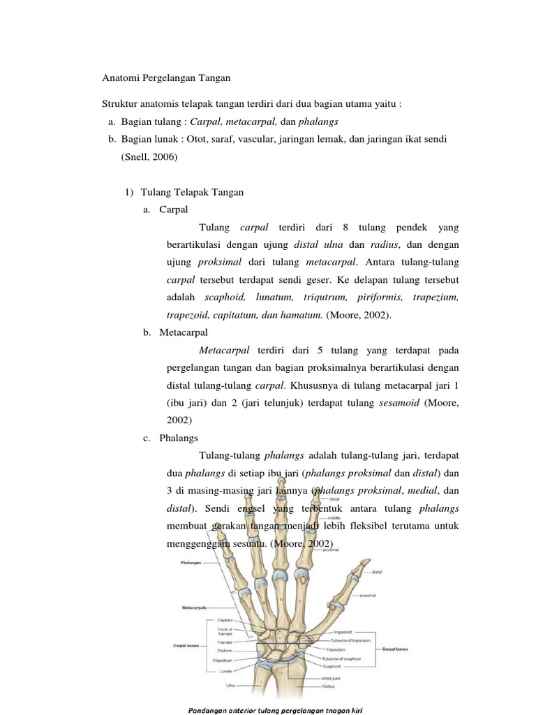 Anatomi Pergelangan Tangan Artritis Reumatoid Anatomi Pergelangan Tangan Artritis Reumatoid
