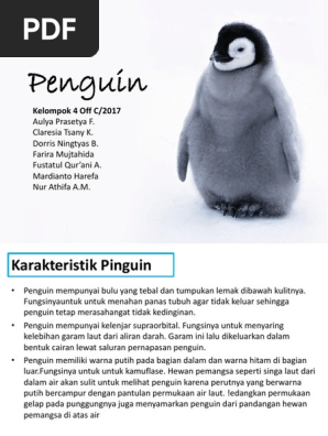 600 Contoh Gambar Hewan Pinguin HD Terbaik
